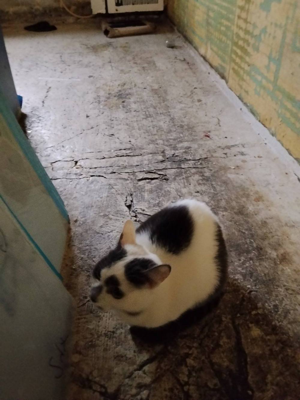 у Нікополі 8 9 кішок і котів шукають нові родини (фото) 7