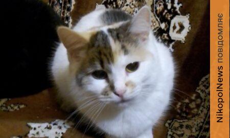 у Нікополі 2