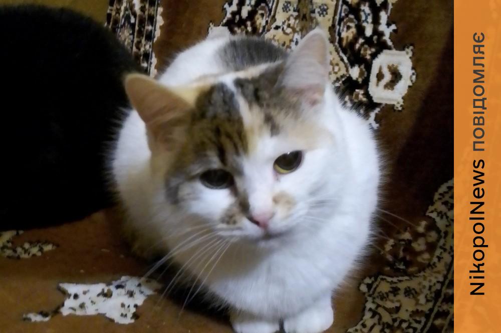 у Нікополі 2