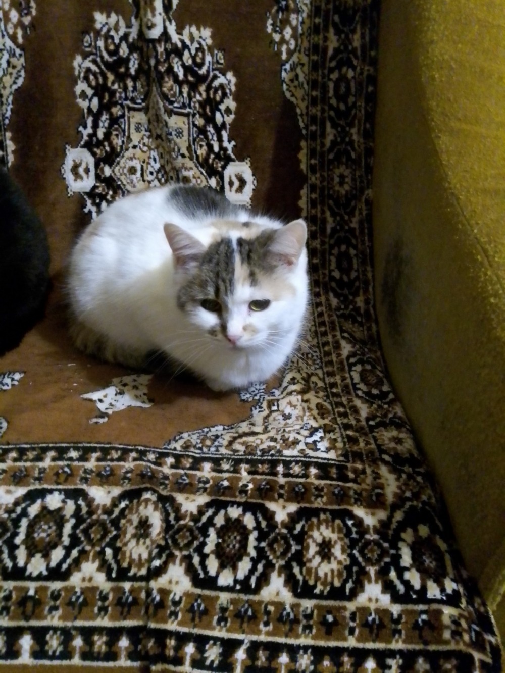 у Нікополі 3