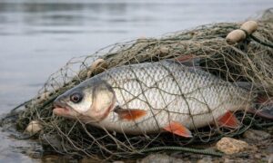 У Нікополі судили двох рибалок-браконьєрів: доведеться заплатити майже 250 000 грн