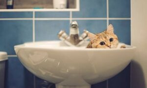 Аварія: у Нікополі 6 лютого відключили воду в одному з районів