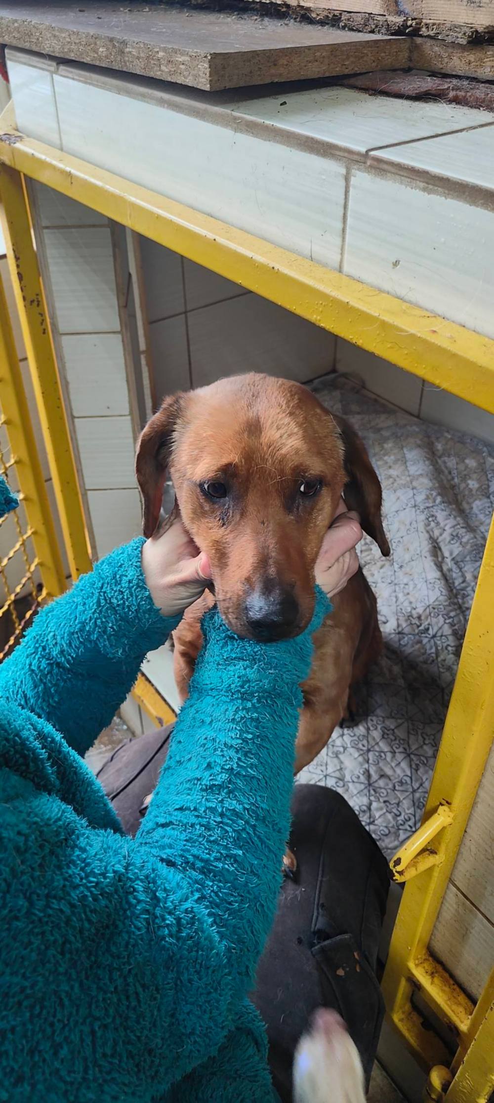 з Нікополя 10