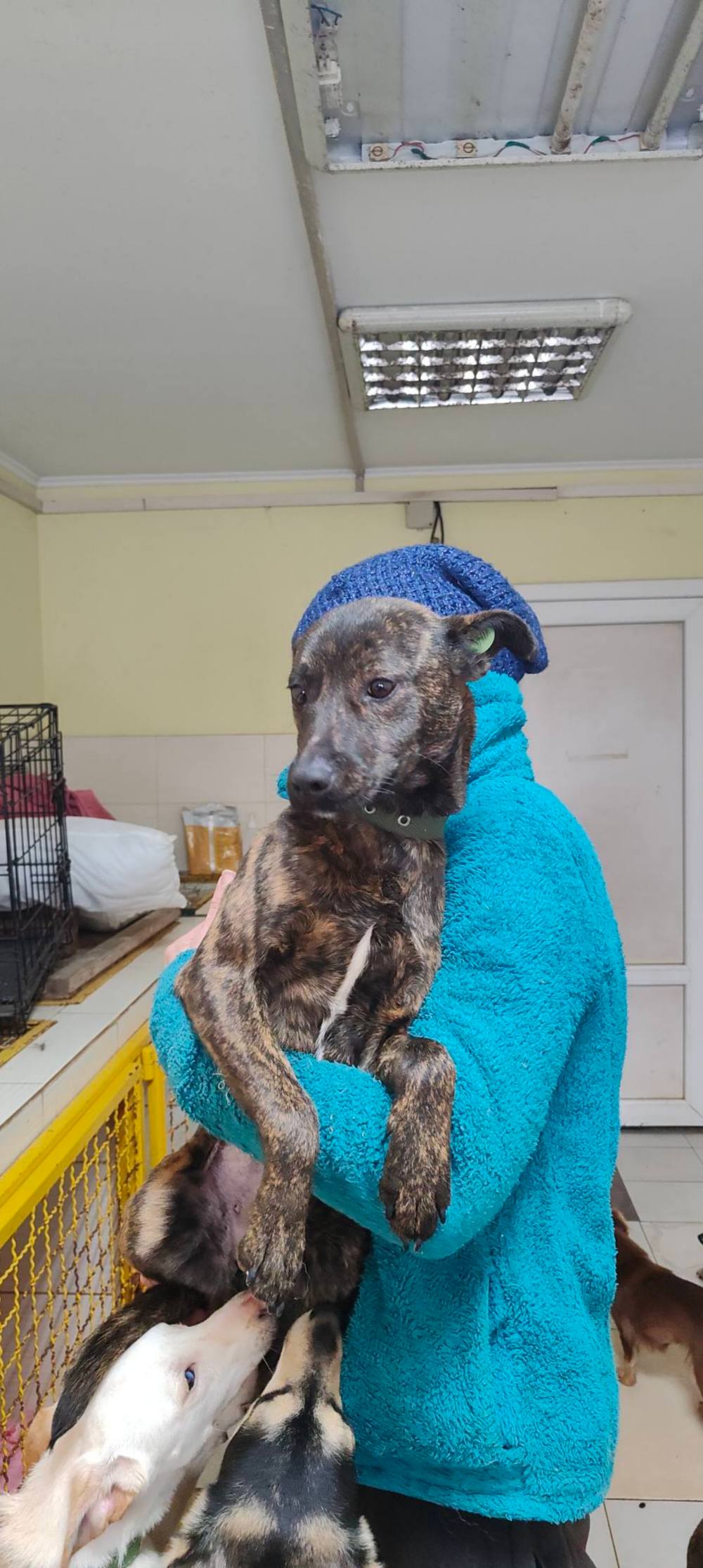 з Нікополя 11