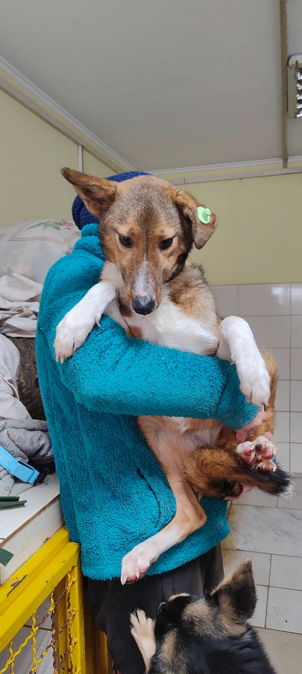 з Нікополя 12