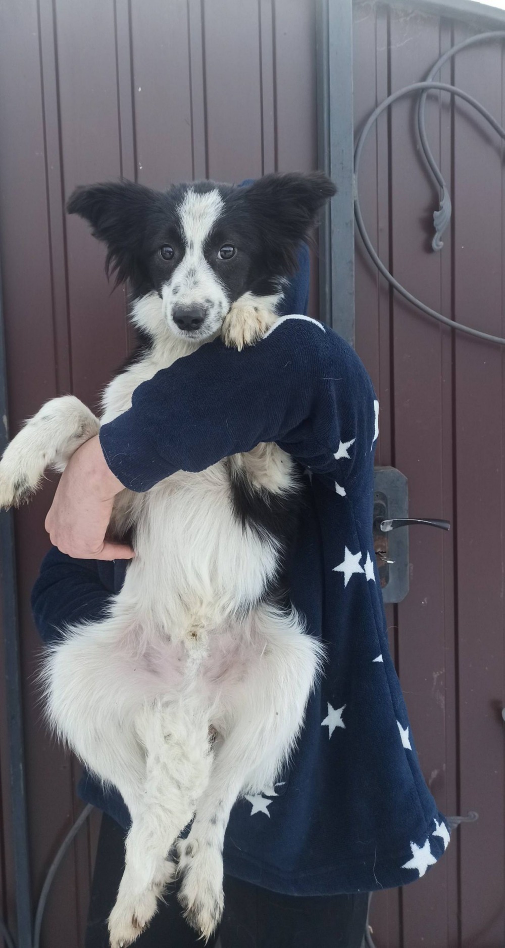 з Нікополя 2