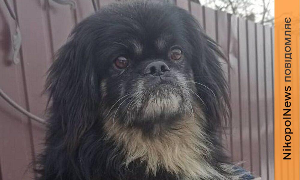 з Нікополя 3