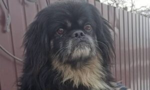 з Нікополя 3