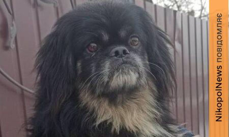 з Нікополя 3