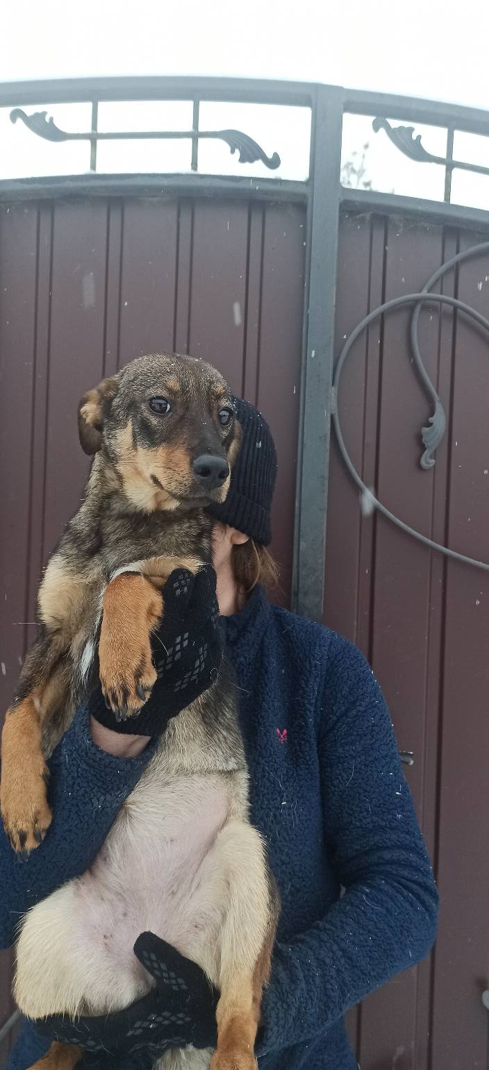 з Нікополя 7