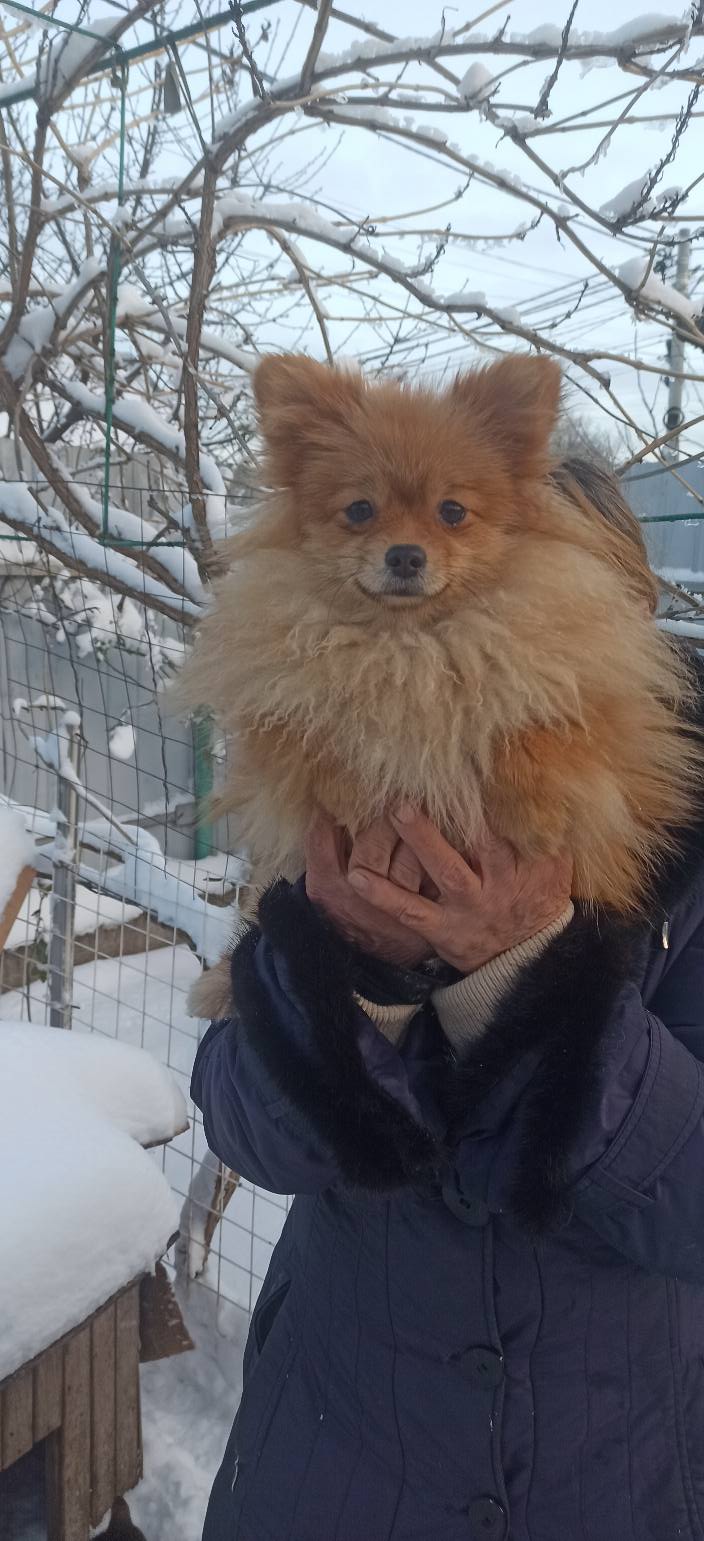 з Нікополя 8