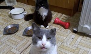 Ситуація критична: 15 котиків вбитої у Нікополі волонтерки можуть опинитися на вулиці – терміново потрібні родини (фото)