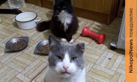 Ситуація критична: 15 котиків вбитої у Нікополі волонтерки можуть опинитися на вулиці – терміново потрібні родини (фото)