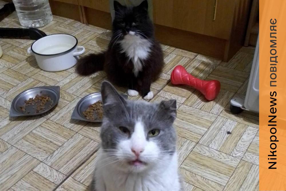 Ситуація критична: 15 котиків вбитої у Нікополі волонтерки можуть опинитися на вулиці – терміново потрібні родини (фото)