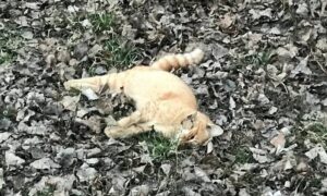 Їх годували і навіть зробили будиночок… У Покрові невідомі отруїли вуличних котиків (фото)