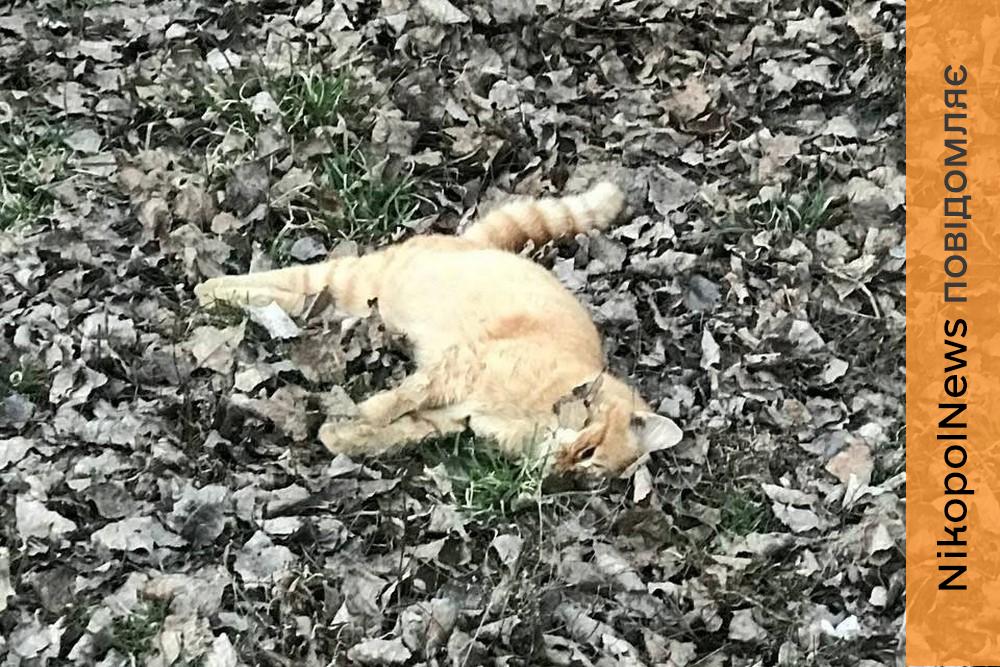 Їх годували і навіть зробили будиночок… У Покрові невідомі отруїли вуличних котиків (фото)