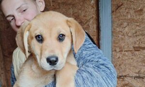 Розбирайте діток з гаражів! У Нікополі четверо цуценят шукають дім (фото)