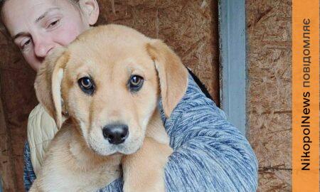Розбирайте діток з гаражів! У Нікополі четверо цуценят шукають дім (фото)