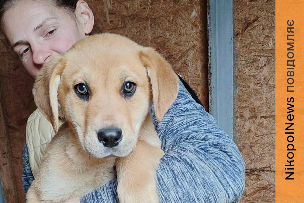 Розбирайте діток з гаражів! У Нікополі четверо цуценят шукають дім (фото) 1 Розбирайте діток з гаражів! У Нікополі четверо цуценят шукають дім (фото)