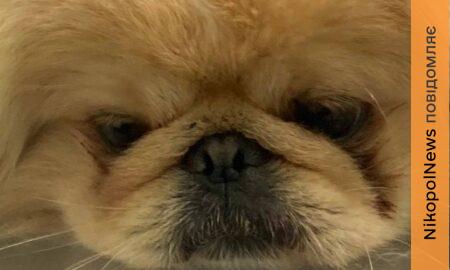 З його тіла вилучили 11 уламків: у Нікополі рятують песика Більбо, який постраждав від російського дрона разом з жінкою і дитиною