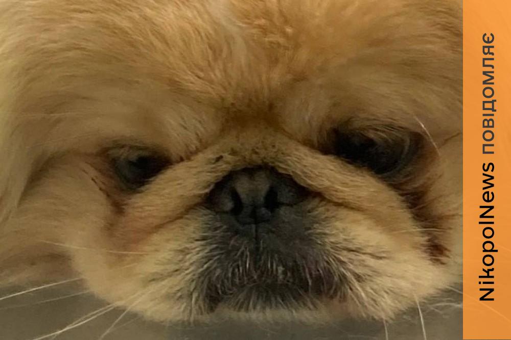 З його тіла вилучили 11 уламків: у Нікополі рятують песика Більбо, який постраждав від російського дрона разом з жінкою і дитиною