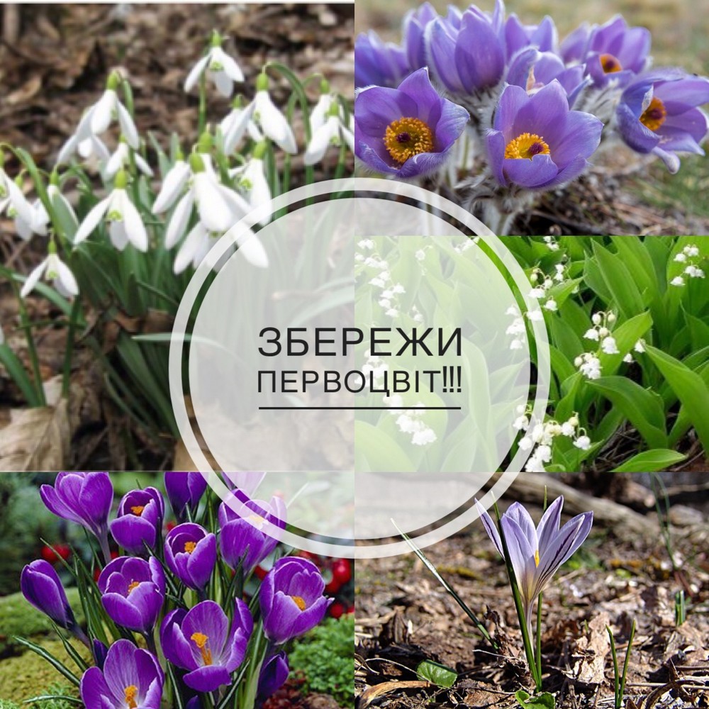 мешканців Нікопольщини закликали берегти первоцвіти мешканців Нікопольщини закликали берегти первоцвіти