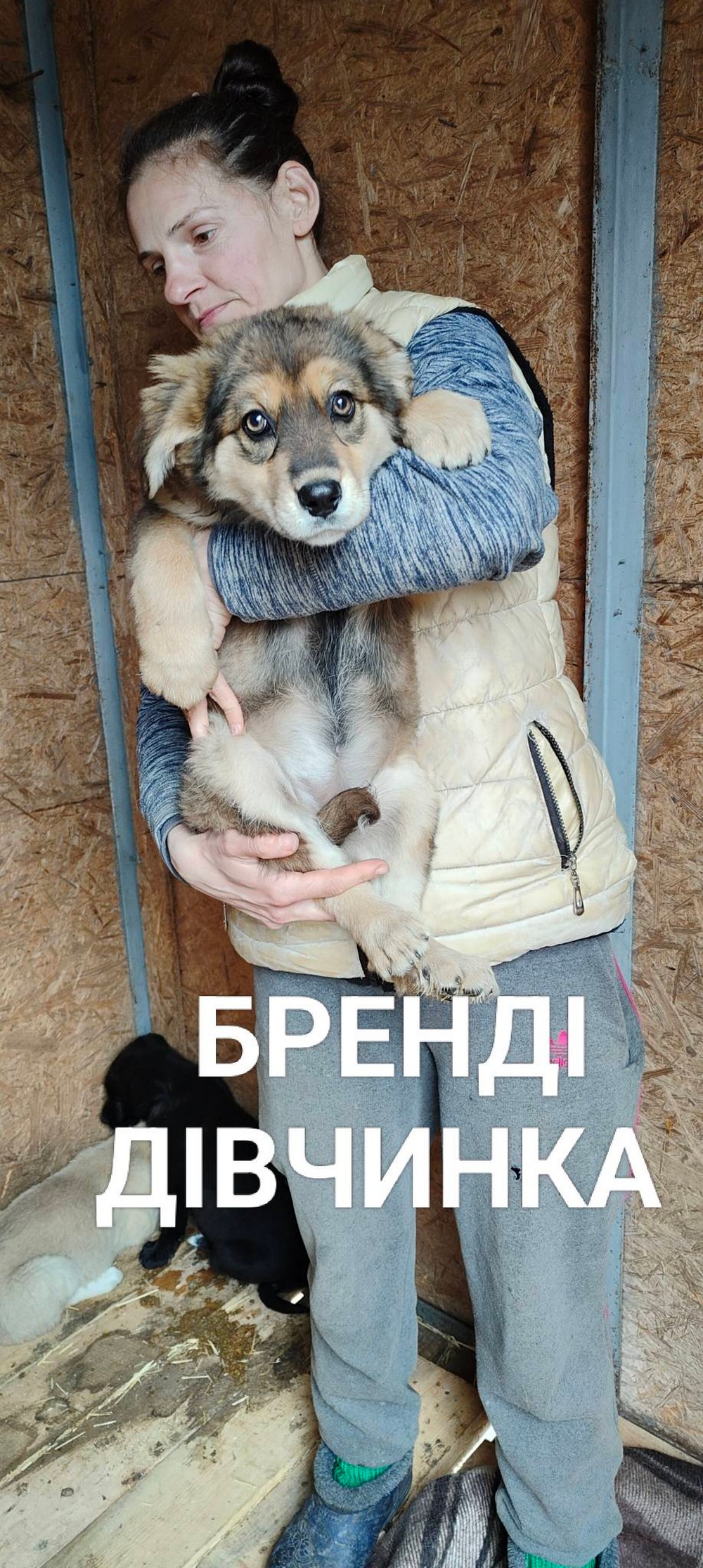 Розбирайте діток з гаражів! У Нікополі четверо цуценят шукають дім (фото) Розбирайте діток з гаражів! У Нікополі четверо цуценят шукають дім (фото)