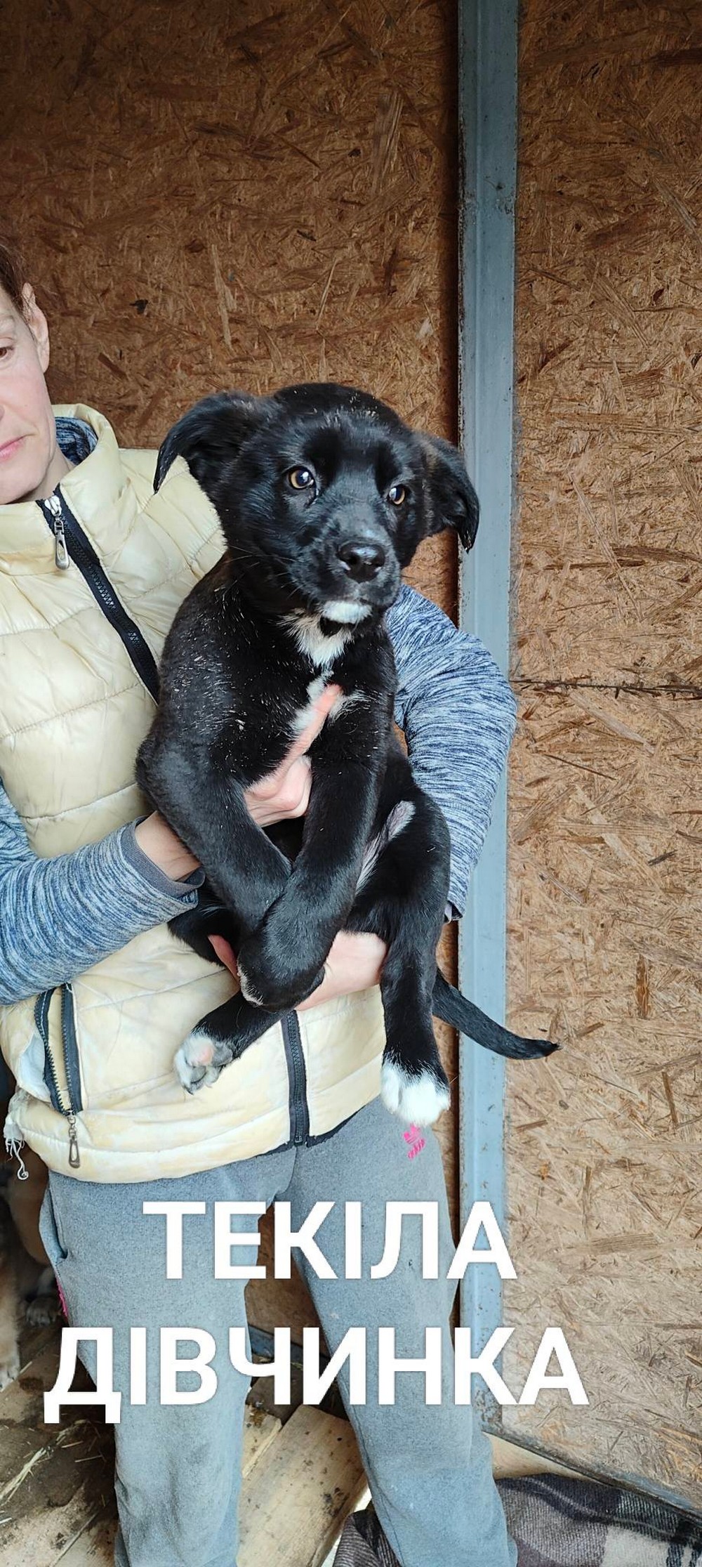 Розбирайте діток з гаражів! У Нікополі четверо цуценят шукають дім (фото) Розбирайте діток з гаражів! У Нікополі четверо цуценят шукають дім (фото)