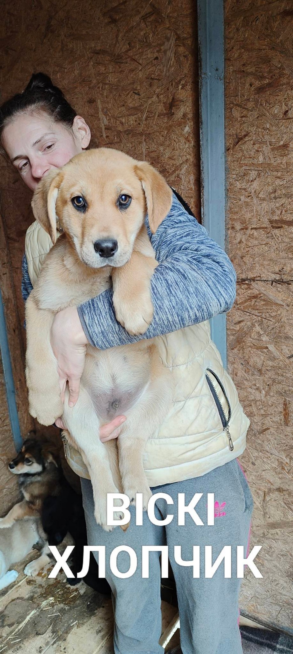 Розбирайте діток з гаражів! У Нікополі четверо цуценят шукають дім (фото) Розбирайте діток з гаражів! У Нікополі четверо цуценят шукають дім (фото)