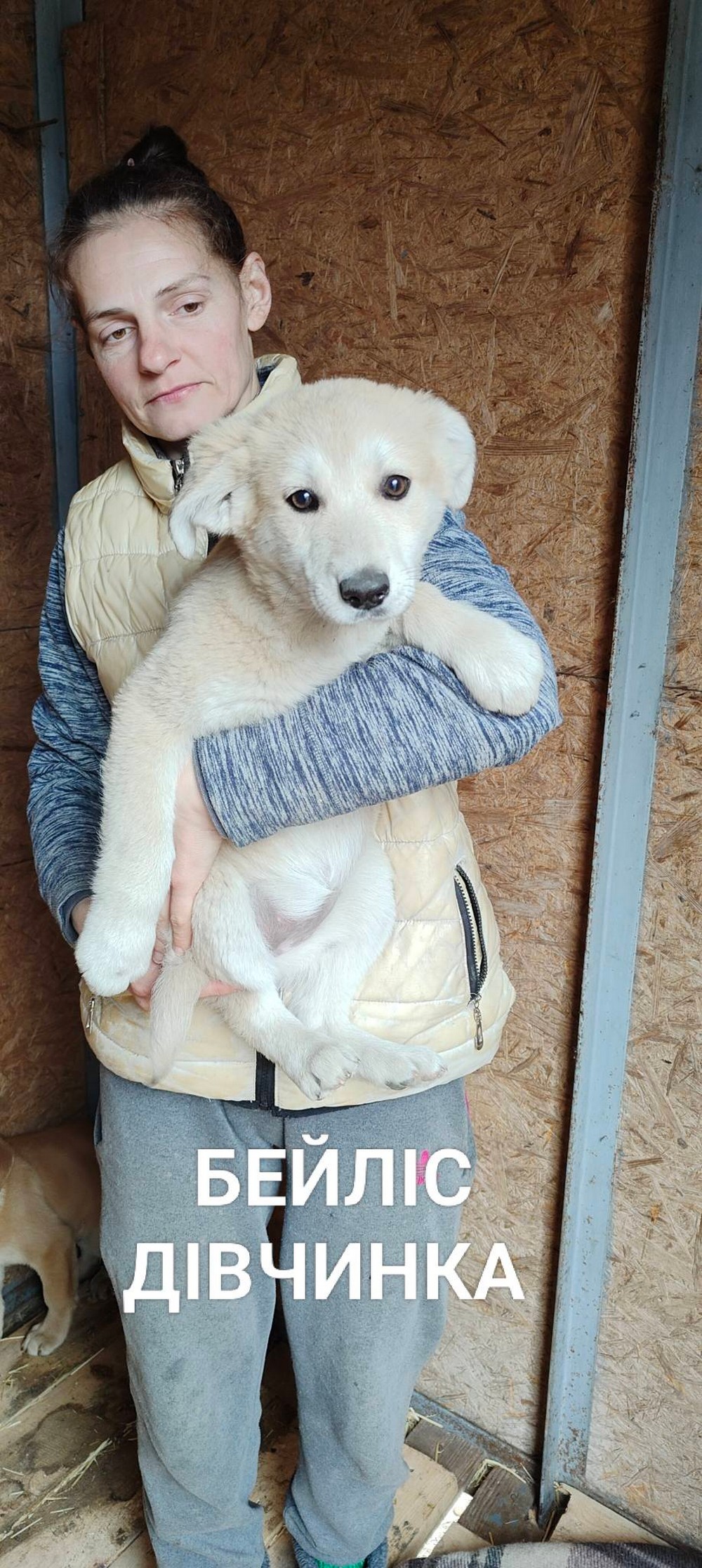 Розбирайте діток з гаражів! У Нікополі четверо цуценят шукають дім (фото) Розбирайте діток з гаражів! У Нікополі четверо цуценят шукають дім (фото)