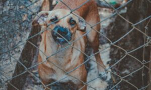 Де зробити тваринам щеплення від сказу у Марганці безкоштовно