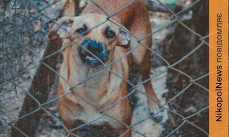 Де зробити тваринам щеплення від сказу у Марганці безкоштовно