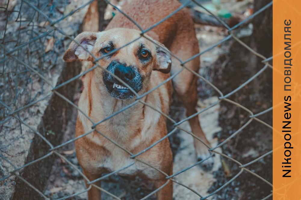 Де зробити тваринам щеплення від сказу у Марганці безкоштовно