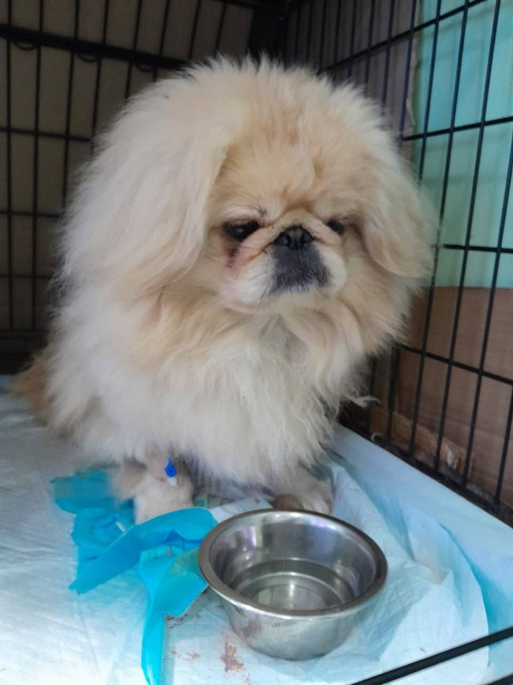 З його тіла вилучили 11 уламків: у Нікополі рятують песика Більбо, який постраждав від російського дрона разом з жінкою і дитиною