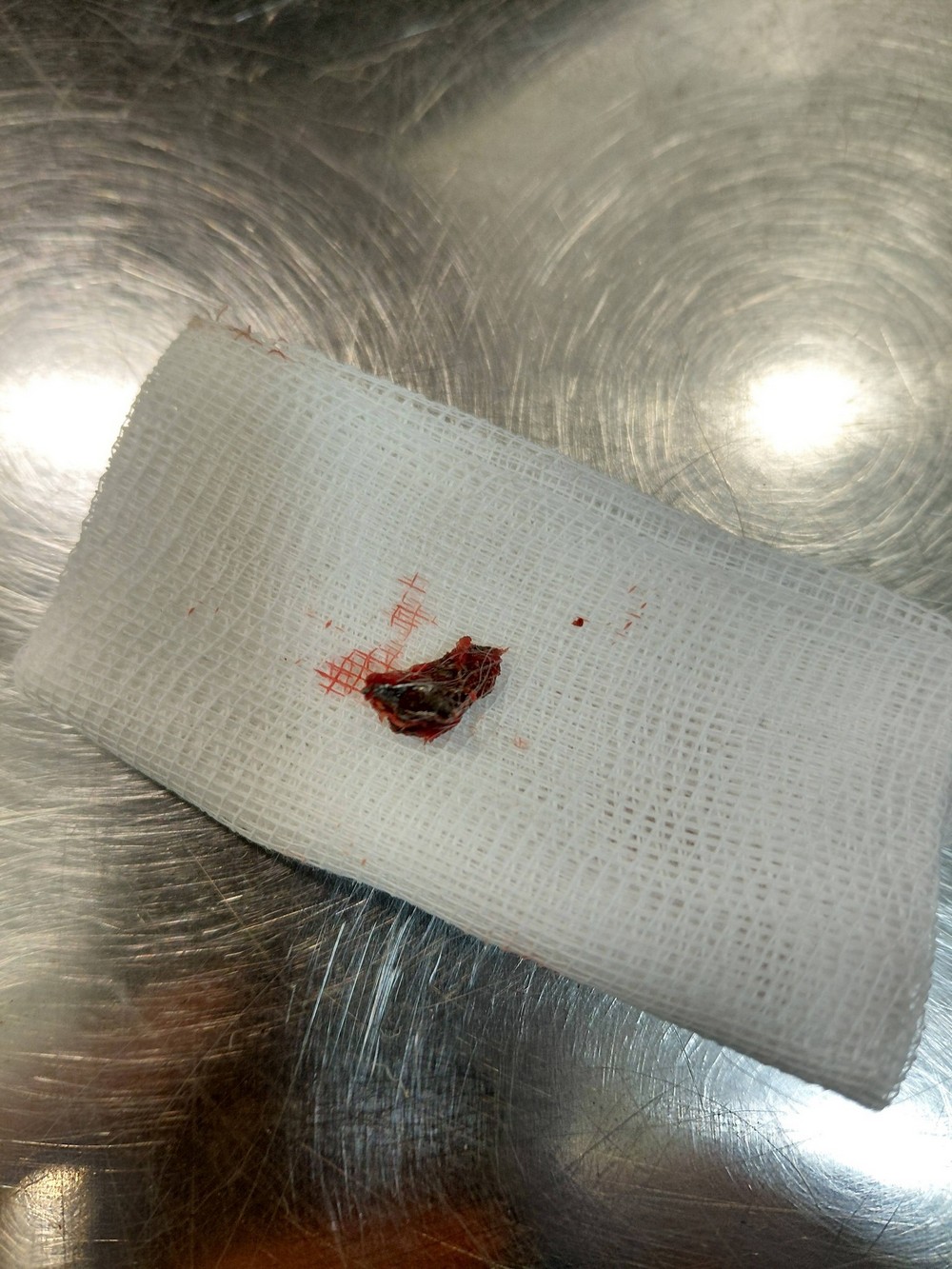 З його тіла вилучили 11 уламків: у Нікополі рятують песика Більбо, який постраждав від російського дрона разом з жінкою і дитиною