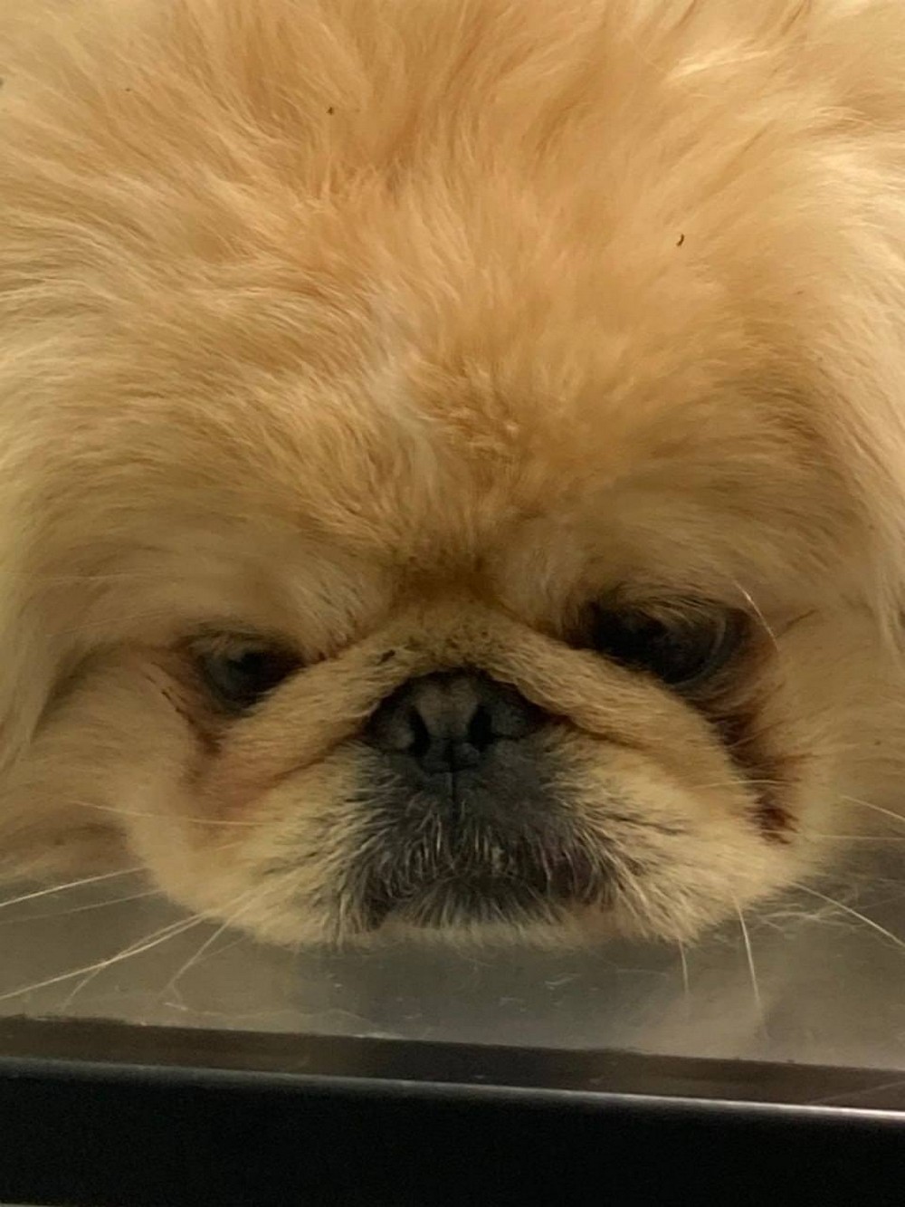 З його тіла вилучили 11 уламків: у Нікополі рятують песика Більбо, який постраждав від російського дрона разом з жінкою і дитиною