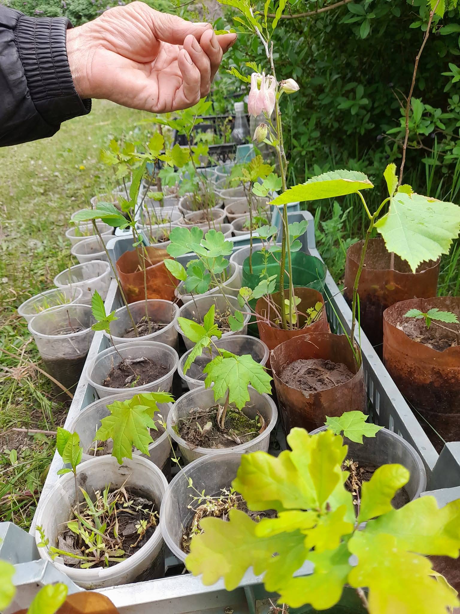 Мешканець Червоногригорівки веде свою 