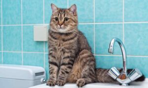 Аварія: у Нікополі 7 березня відключили воду в одному з районів