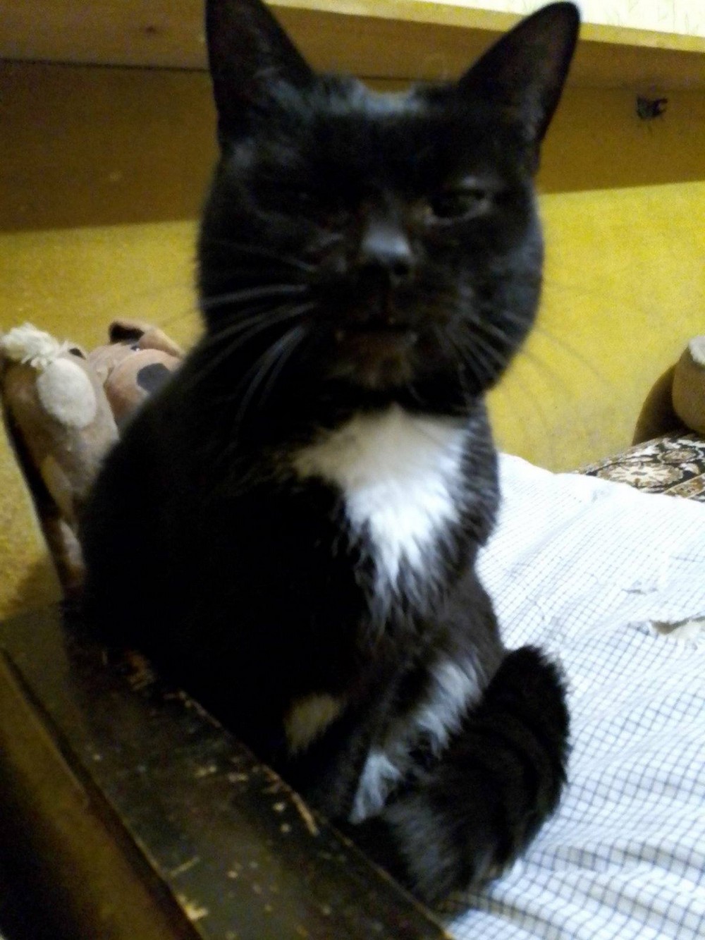 Дівчинка 5 років 1