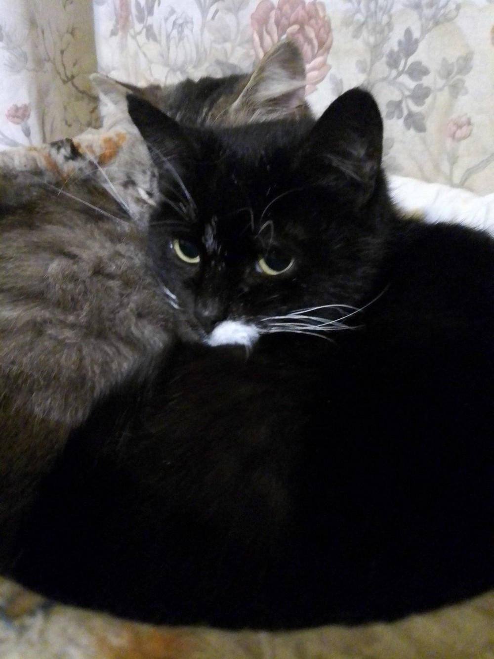 Дівчинка 5 років