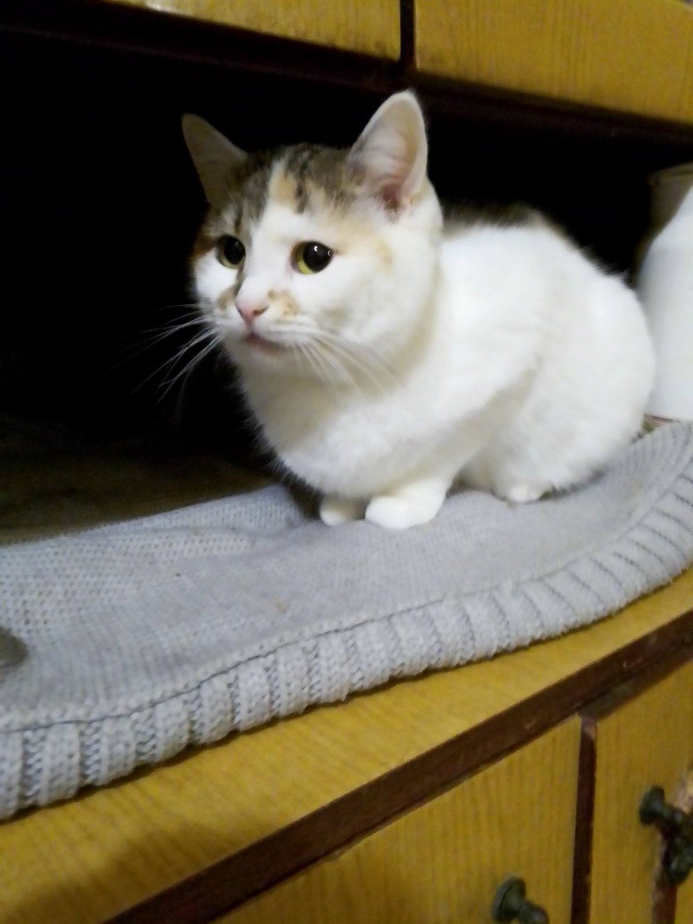 Дівчинка. 3,5 роки