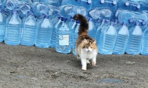 Гуманітарна допомога на Нікопольщині 6