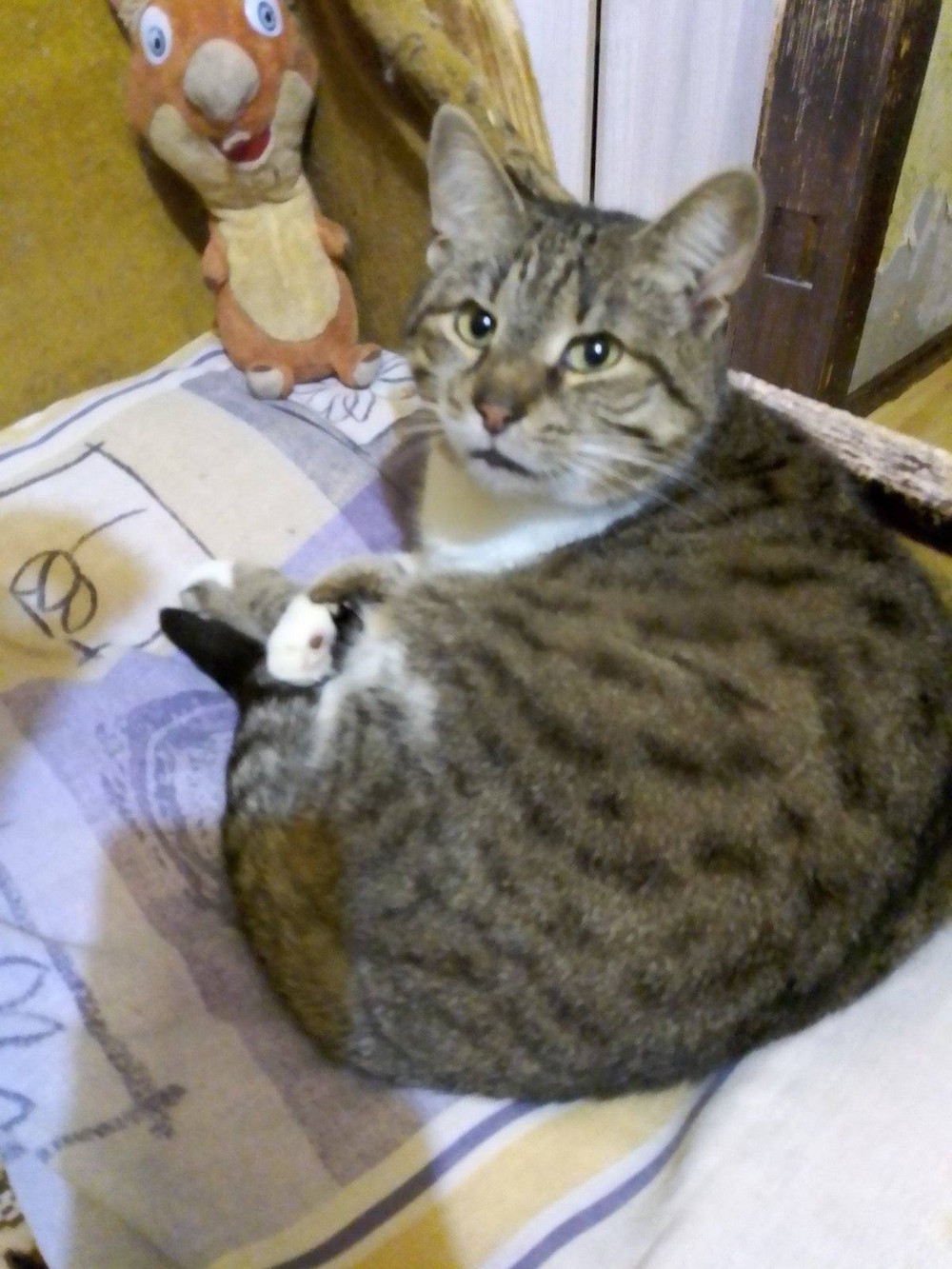 Дівчинка. 3,5 роки