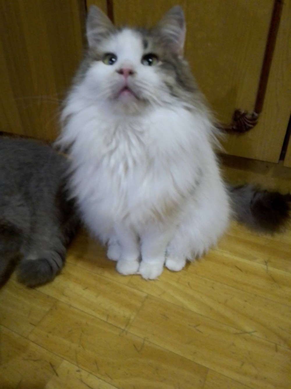 Хлопчик 4,5 роки