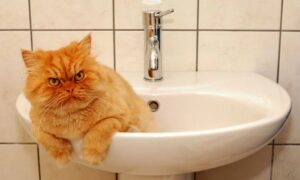 Аварія: у Нікополі 8 березня перекрили воду в одному з районів