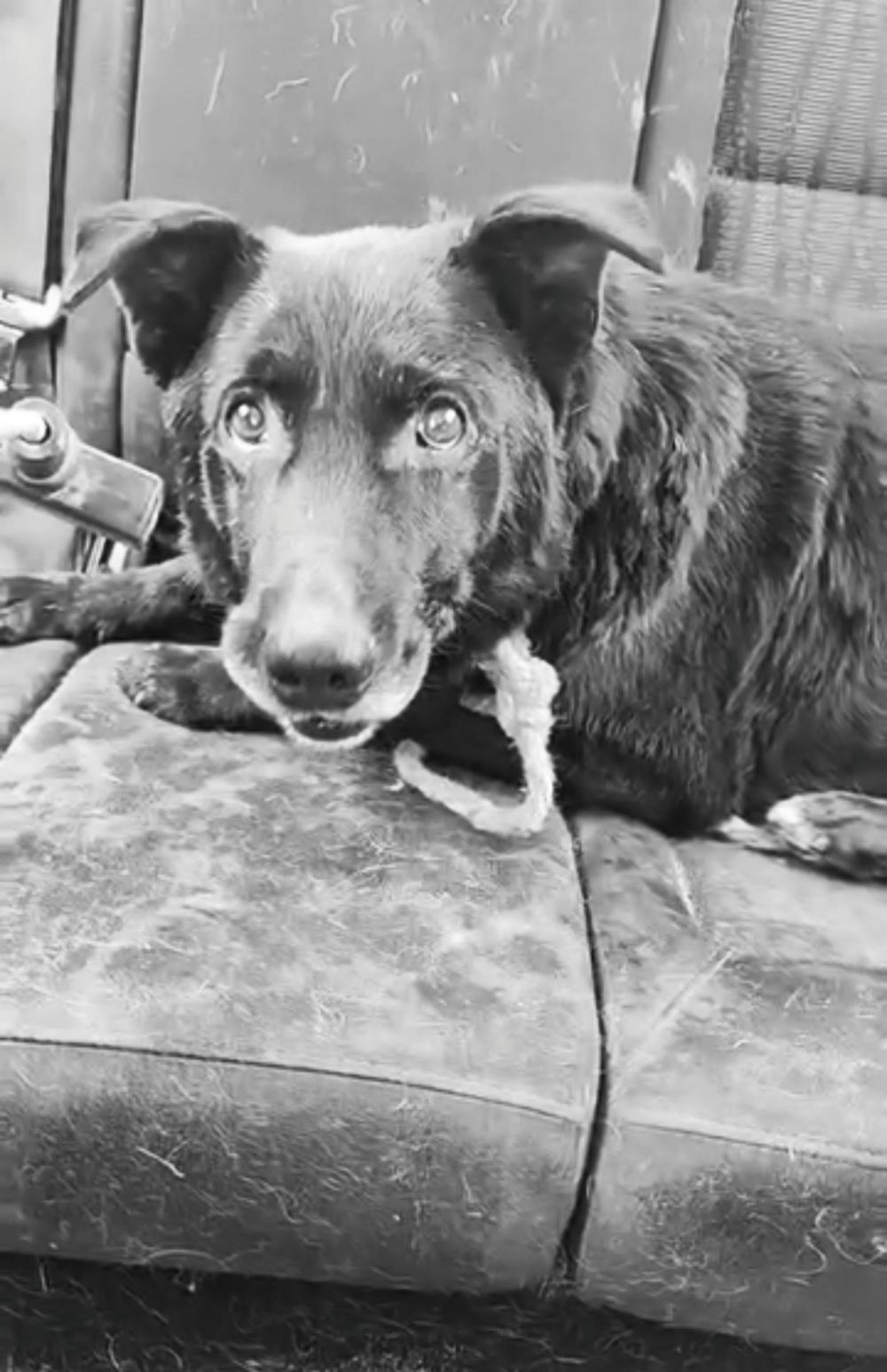 Нікополя Нікополя