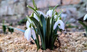 Не варто зривати і заборонено продавати: мешканців Нікопольщини закликали берегти первоцвіти