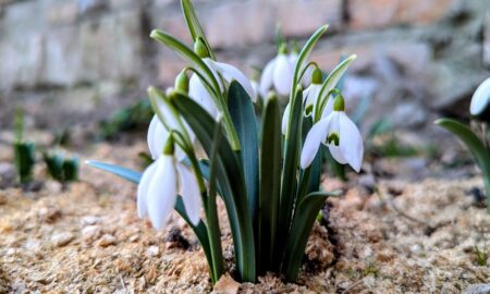 Не варто зривати і заборонено продавати: мешканців Нікопольщини закликали берегти первоцвіти
