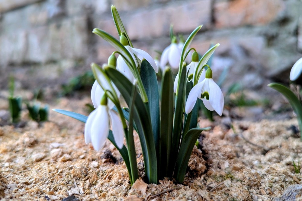 Не варто зривати і заборонено продавати: мешканців Нікопольщини закликали берегти первоцвіти 1 Не варто зривати і заборонено продавати: мешканців Нікопольщини закликали берегти первоцвіти