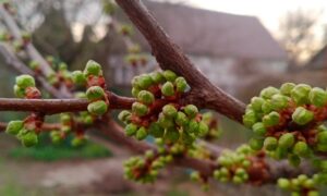 Погода у Нікополі